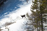 Chamois-39