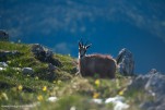 Chamois-61