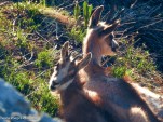 Chamois-88