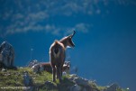 Chamois-64