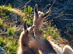 Chamois-89