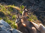 Chamois-87