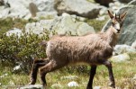 Chamois-35