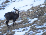 Chamois-49