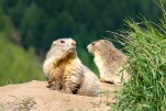 Marmottes-92