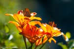 lys orange-57