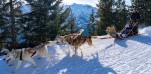 chiens traineaux Auris-18