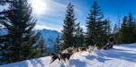 chiens traineaux Auris-15